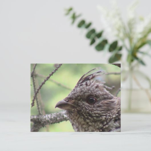 S Flaming Gorge Utah Fauna Aves Animals Briefkaart (Staand voorkant)