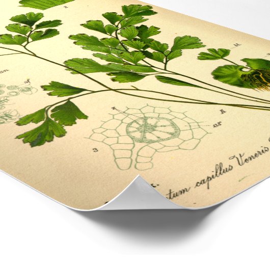 S. Maidenhair Fern (Adiantum capillus-veneris) Poster (Hoek)
