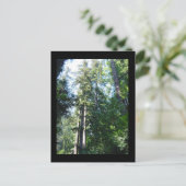 's middags in de Sequoias Briefkaart (Staand voorkant)