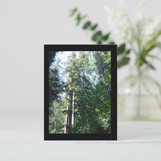 's middags in de Sequoias Briefkaart (Staand voorkant)