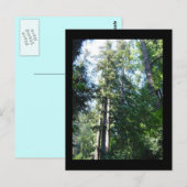 's middags in de Sequoias Briefkaart (Voorkant / Achterkant)