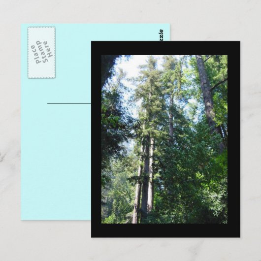 's middags in de Sequoias Briefkaart (Voorkant / Achterkant)