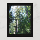 's middags in de Sequoias Briefkaart (Voorkant)