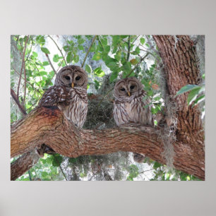 ’s middags Rest Poster