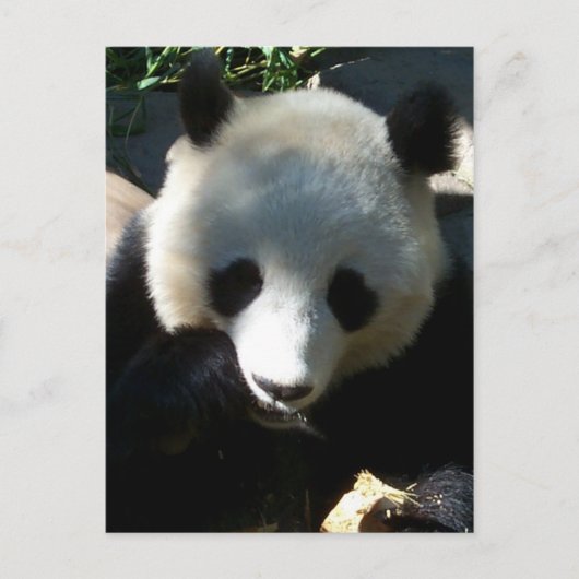 's middags Snack 1 Briefkaart (Voorkant)