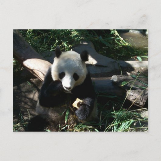 's middags Snack Briefkaart (Voorkant)