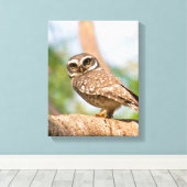 's Morgens gepotte uil. Canvas Afdruk (Insitu (Houten vloer))