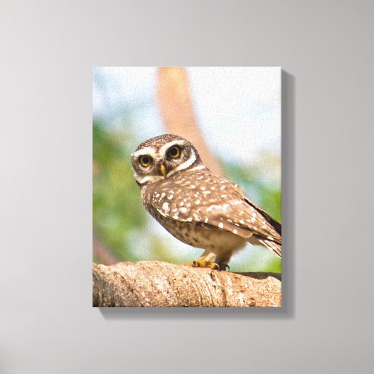 's Morgens gepotte uil. Canvas Afdruk (Voorkant)