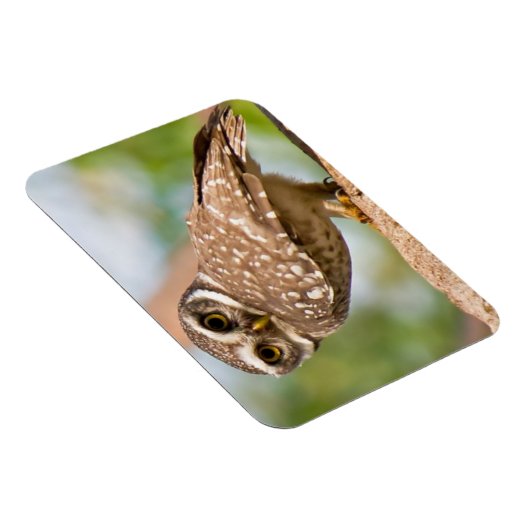 's Morgens gepotte uil. Magneet (Rechterzijde)