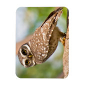 's Morgens gepotte uil. Magneet (Verticaal)