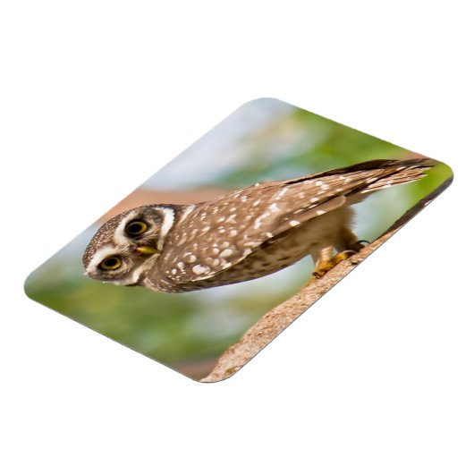 's Morgens gepotte uil. Magneet (Linkerzijde)