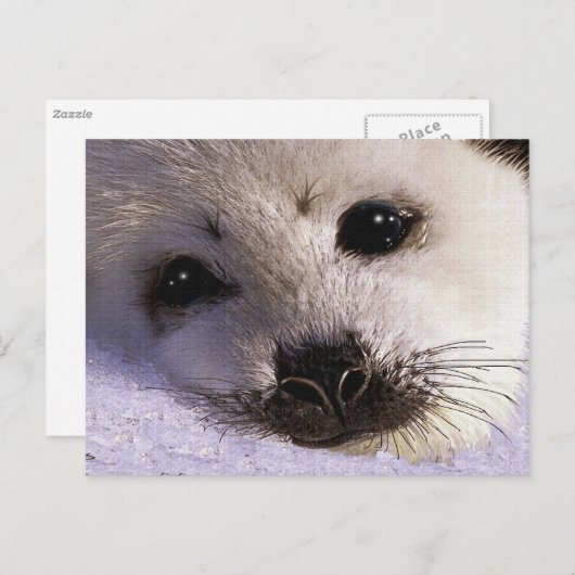 S.O.S. RED ONZE HARP SEALS Briefkaarten (Voorkant / Achterkant)