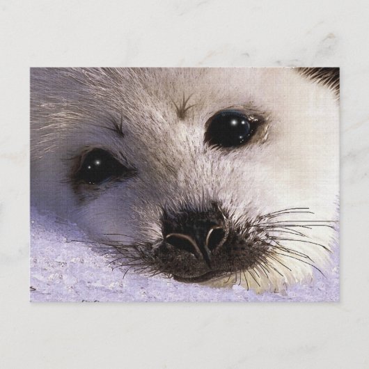 S.O.S. RED ONZE HARP SEALS Briefkaarten (Voorkant)
