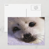 S.O.S. RED ONZE HARP SEALS Briefkaarten (Voorkant / Achterkant)