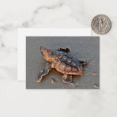 s Turtle Hatchling note card Notitiekaartje (Voorkant / Achterkant in situ)
