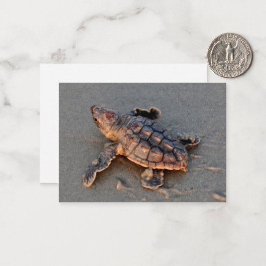s Turtle Hatchling note card Notitiekaartje (Voorkant / Achterkant in situ)