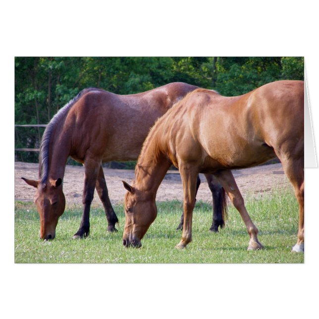 saamhorigheid (Voorkant Horizontaal)