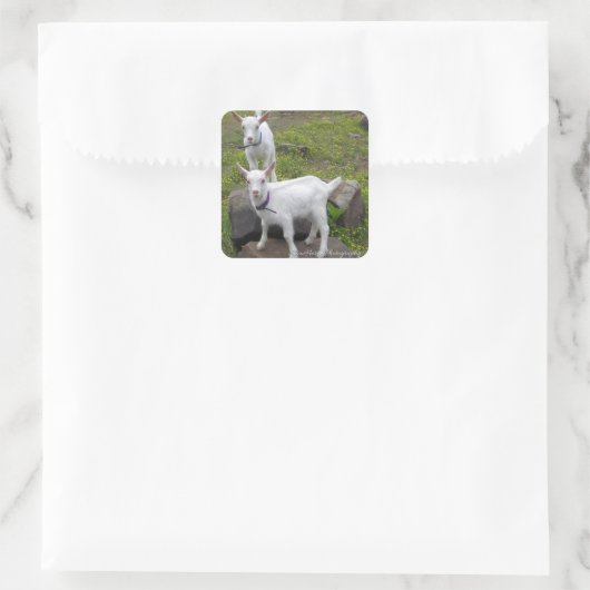 Saanan Geit Kinder ~ Vierkante Sticker (Tas)