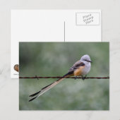 Saarstaartvlieger op prikkeldraad briefkaart (Voorkant / Achterkant)