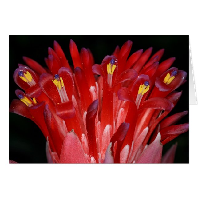 SABA: Billbergia pyramidalis (Voorkant Horizontaal)