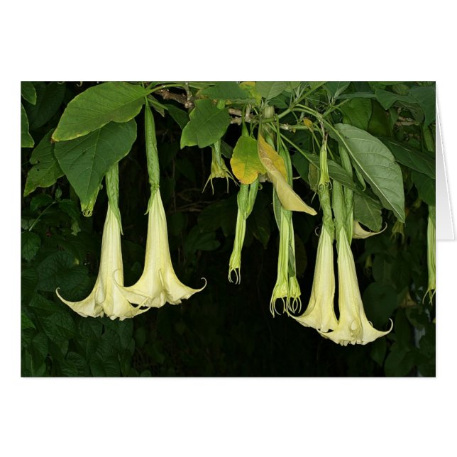 SABA: Brugmansia suaveolens (Voorkant Horizontaal)