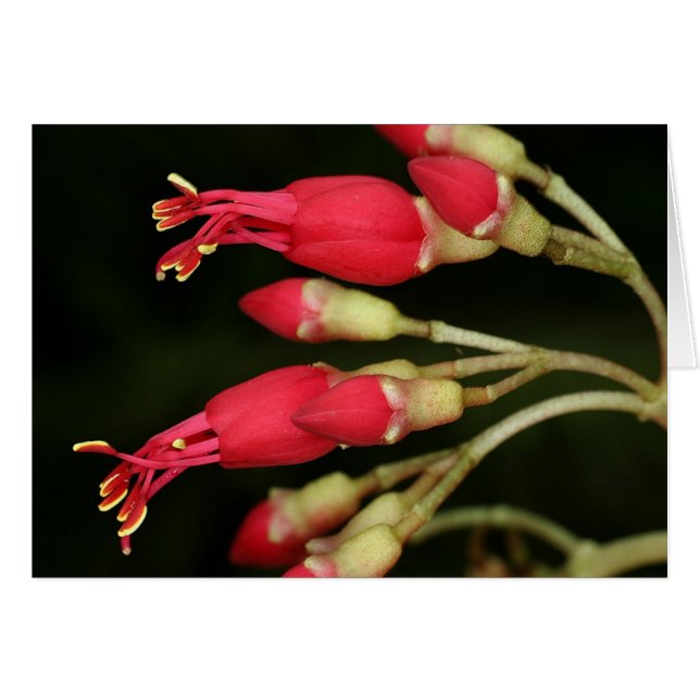 SABA: Charianthus purpureus (Voorkant Horizontaal)