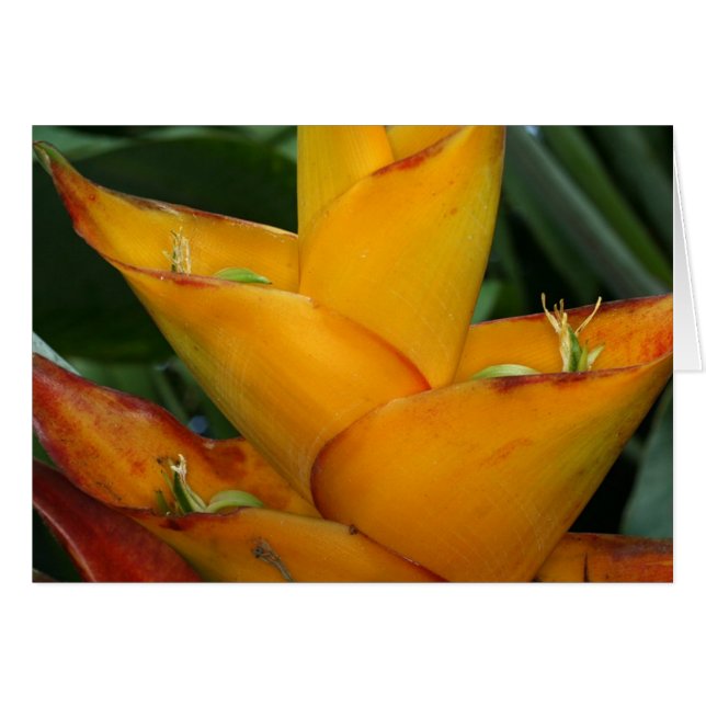 SABA: Heliconia caribbaea (Voorkant Horizontaal)