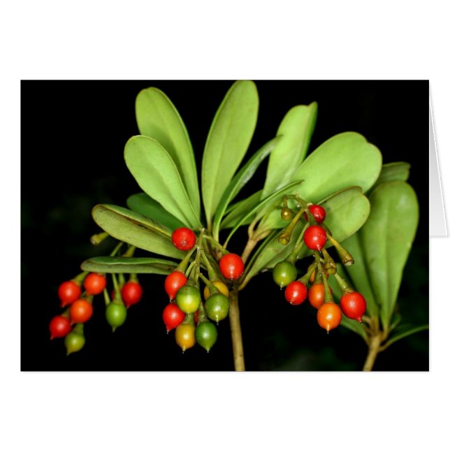 SABA: Jacquinia arborea (Voorkant Horizontaal)