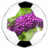 sabelsprinkhaan energie voetbal (Voorkant)