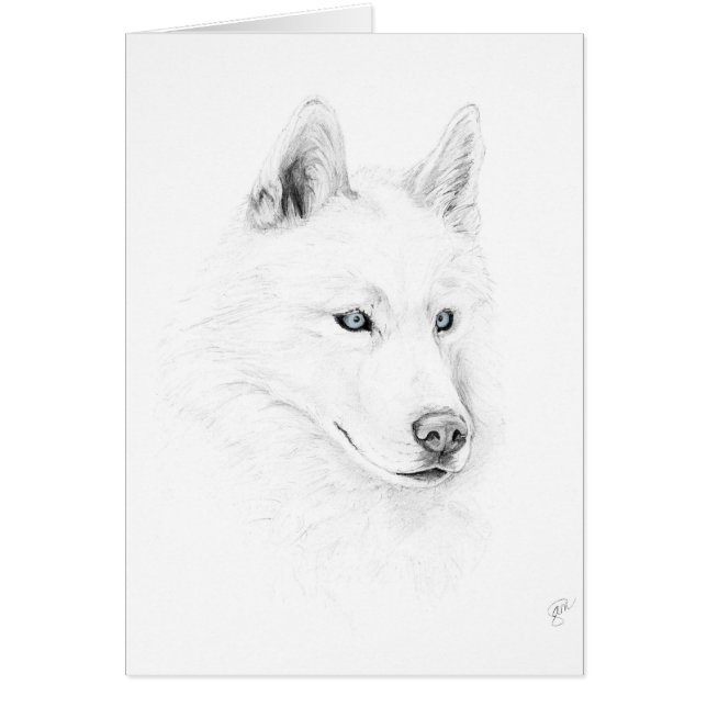 Saber A Siberian Husky Drawing Art Blue Eyes (Voorkant)