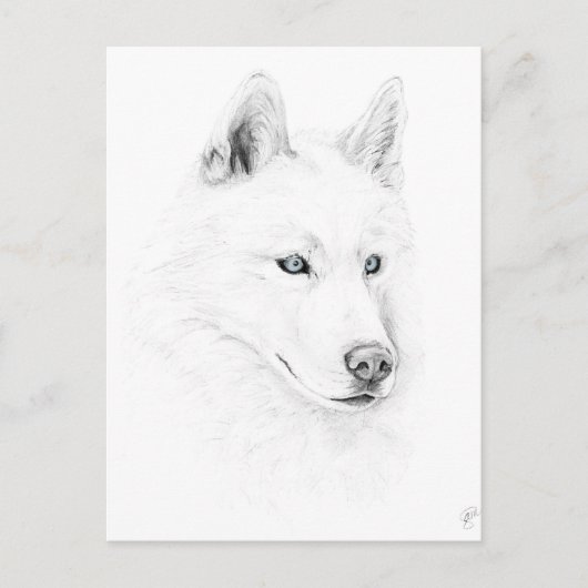 Saber A Siberian Husky Drawing Art Blue Eyes Briefkaart (Voorkant)