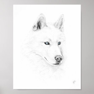 Saber A Siberian Husky Drawing Art Blue Eyes Poster