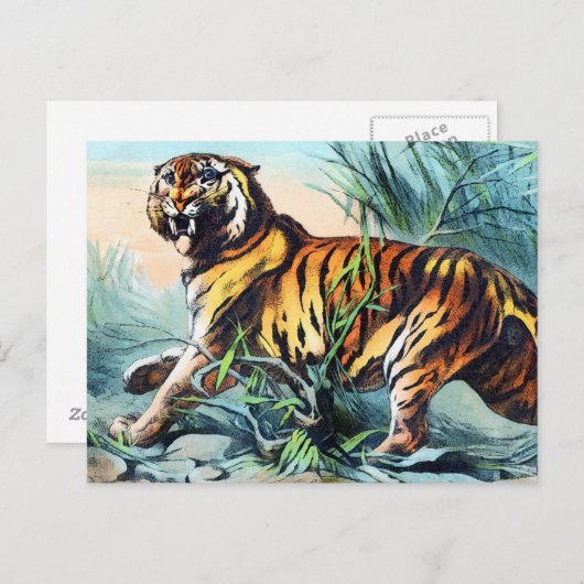 Saber Toothed Tiger Briefkaart (Voorkant / Achterkant)