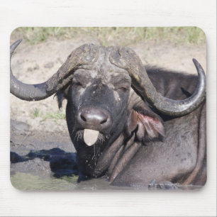 Sabi Sands Conservancy, provincie Mpumalanga, 2 Muismat