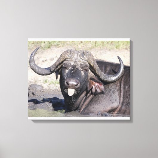 Sabi Sands Conservancy, provincie Mpumalanga, Canvas Afdruk (Voorkant)