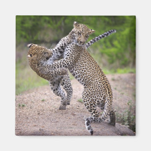 Sabi Sands Conservancy, provincie Mpumalanga, Magneet