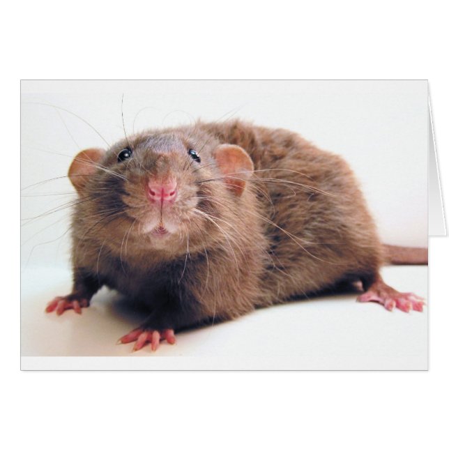 Sable Burmalicious (Voorkant Horizontaal)