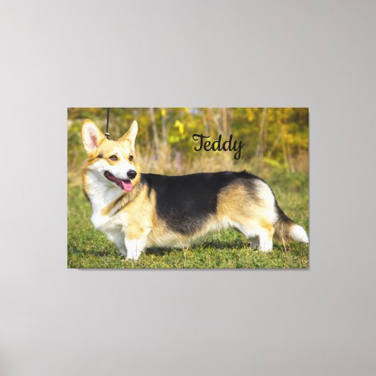 Sable Cardigan Welsh Corgi Dog Canvas Afdruk (Voorkant)