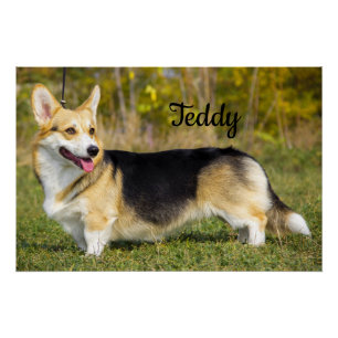 Sable Cardigan Welsh Corgi Dog Perfect Poster