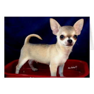 Sable Chihuahua-kaart