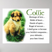 Sable Collie Gifts Poster (Voorkant)