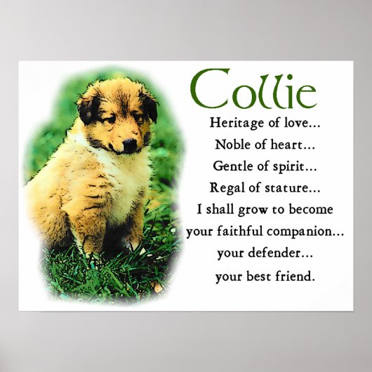 Sable Collie Gifts Poster (Voorkant)