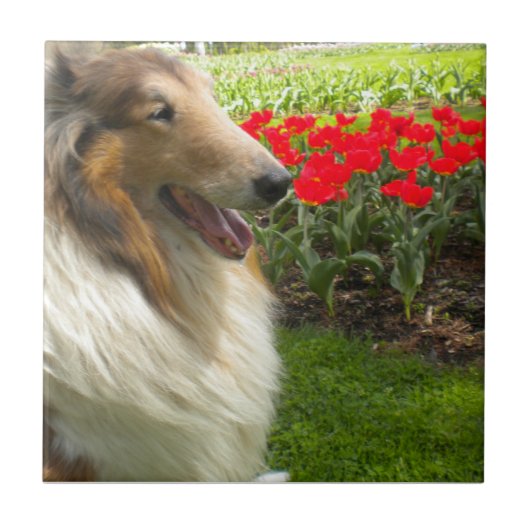 Sable Collie N the Tulips Tegel Trivet Tegeltje (Voorkant)