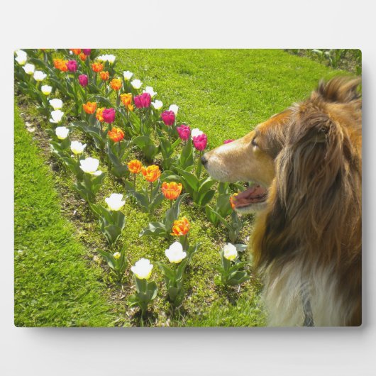 Sable Collie N Tulips Photo Plaque Fotoplaat (Voorkant)