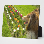 Sable Collie N Tulips Photo Plaque Fotoplaat (Zijkant)