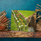 Sable Collie N Tulips Photo Plaque Fotoplaat (Zijkant)