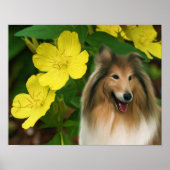 Sable Collie Yellow Primrose Dog Art Poster (Voorkant)