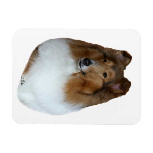 Sable en wit Collie hoofd Magneet (Horizontaal)