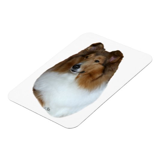 Sable en wit Collie hoofd Magneet (Linkerzijde)