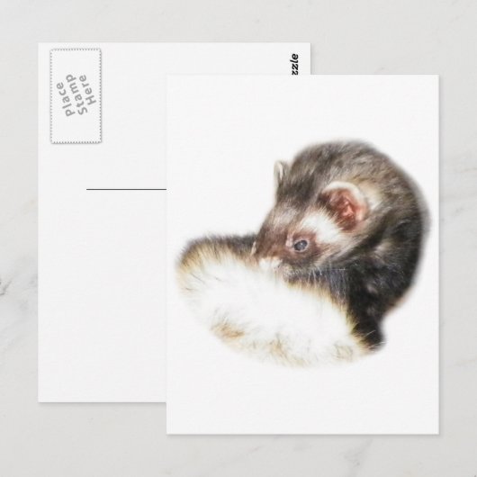 Sable Ferret Afbeelding Briefkaart (Voorkant / Achterkant)
